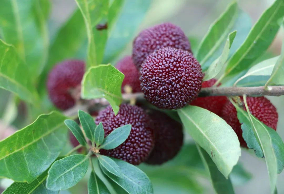 Ces choses sur la conservation du myrtille !